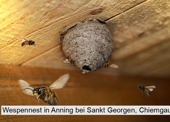 Wespennest in Anning bei Sankt Georgen, Chiemgau